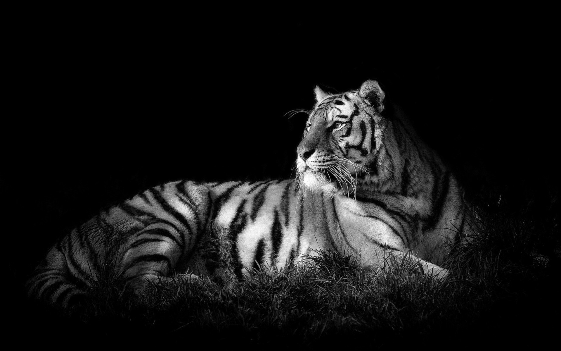 General 1920x1200 tiger monochrome animals big cats mammals