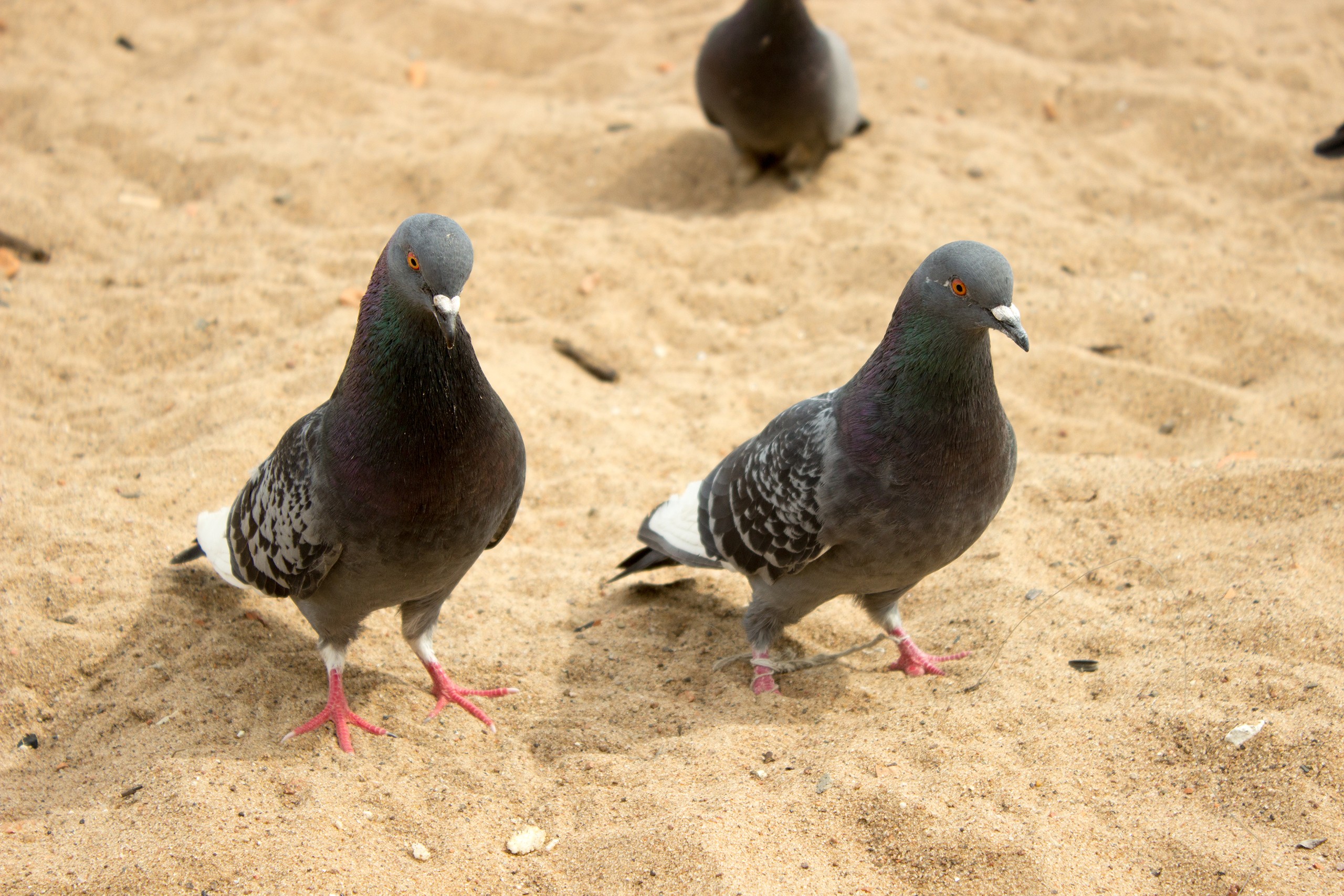 General 2560x1707 pigeons Russia birds animals sand beige closeup beak depth of field outdoors