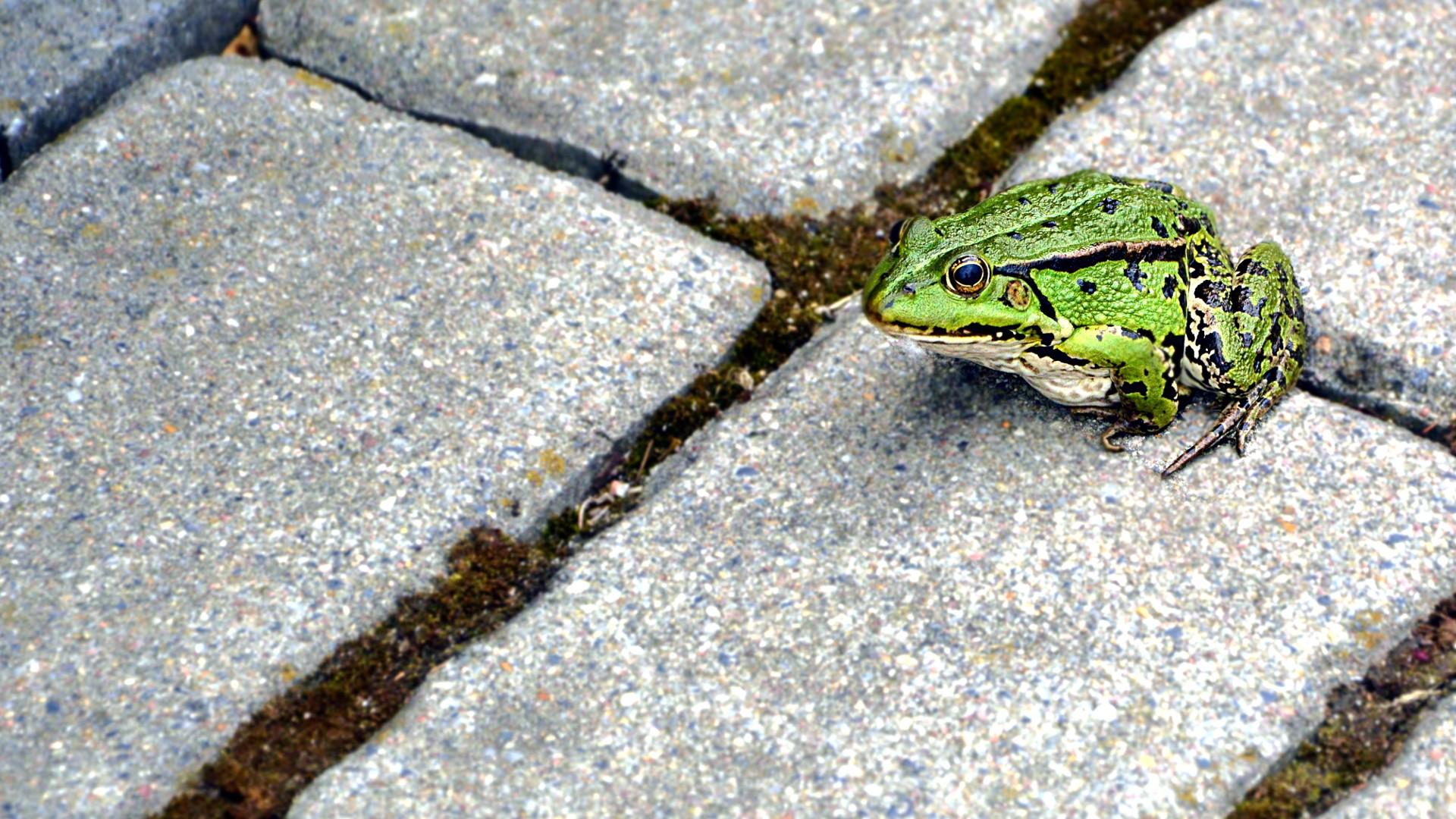 General 1920x1080 frog animals pavements amphibian green