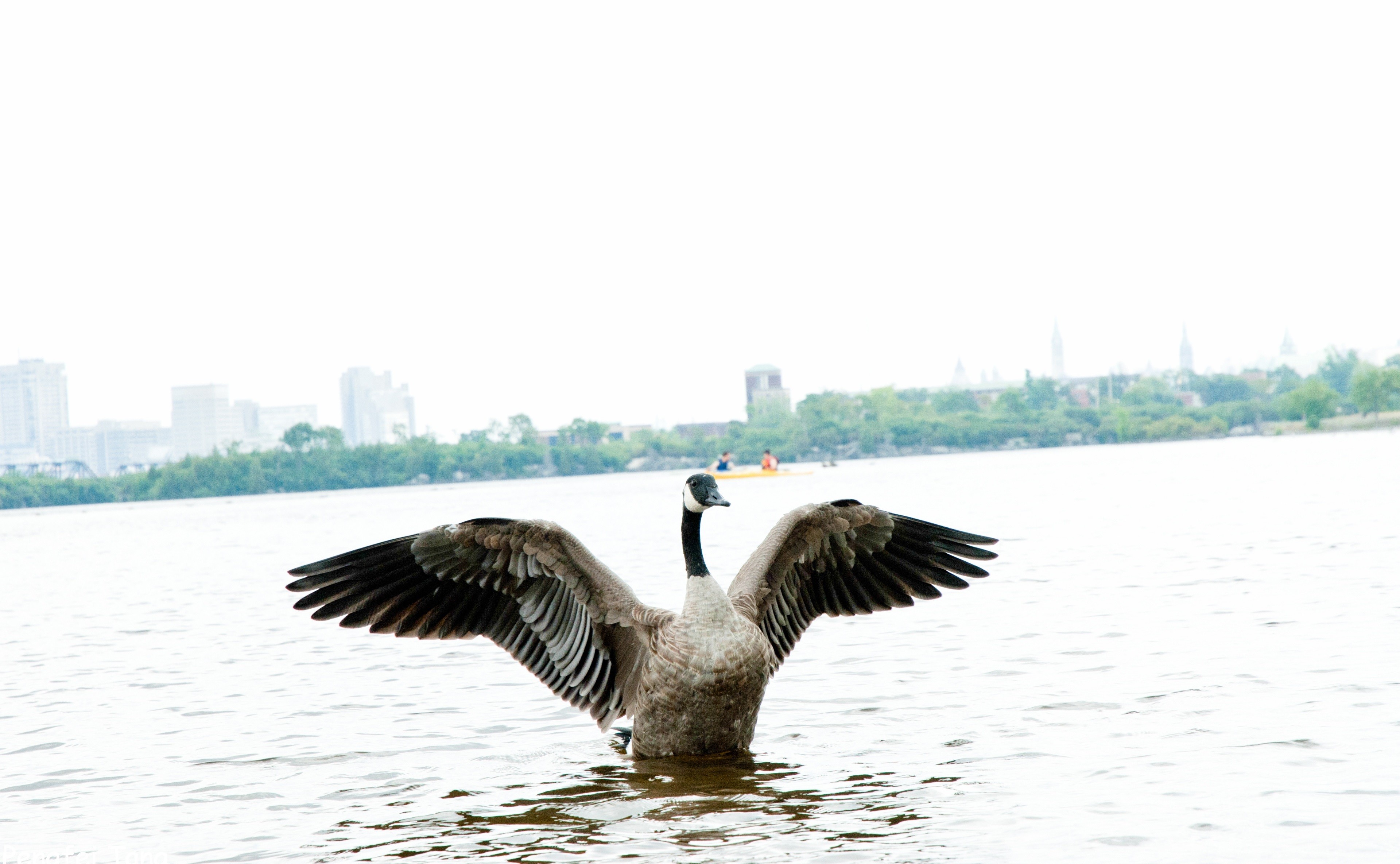 General 3839x2369 photography animals water birds geese
