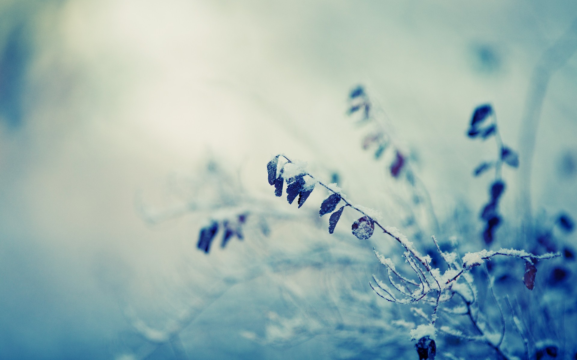 General 1920x1200 photography nature winter plants branch macro frost cold outdoors