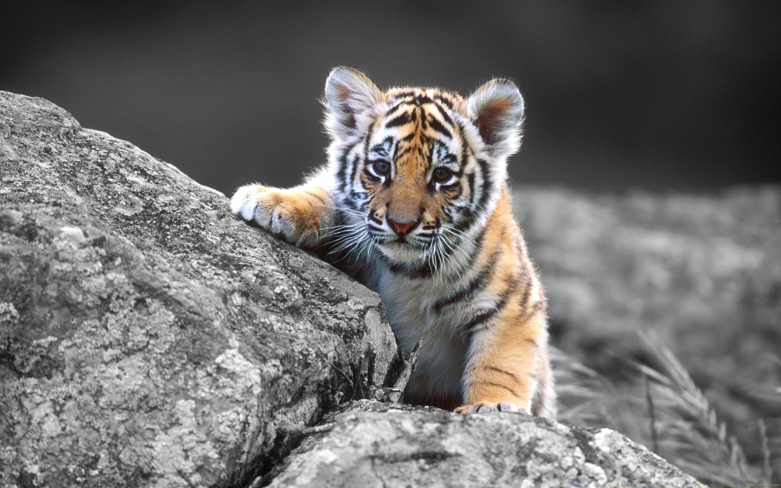 General 2560x1600 baby animals big cats tiger animals mammals selective coloring