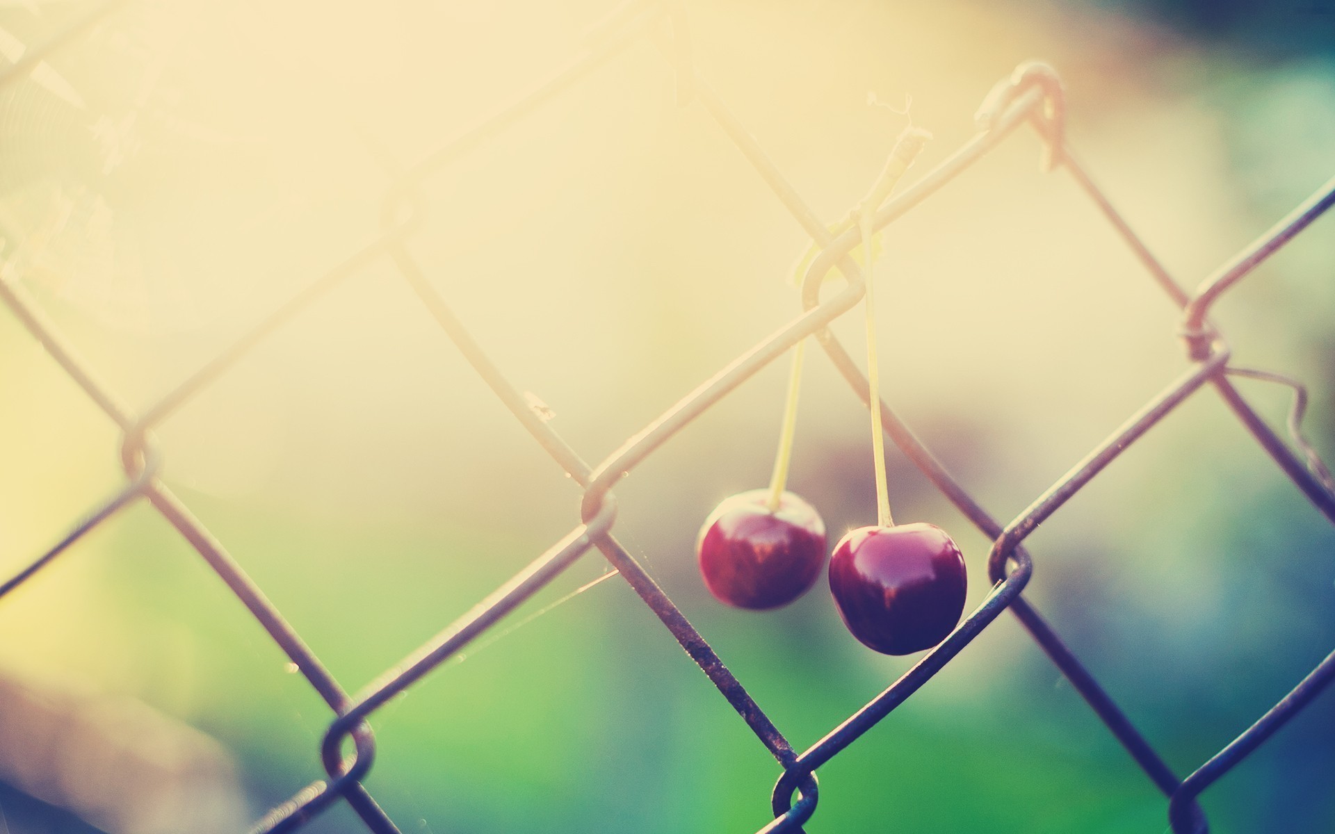 General 1920x1200 macro sunlight fence fruit cherries food berries metal grid outdoors