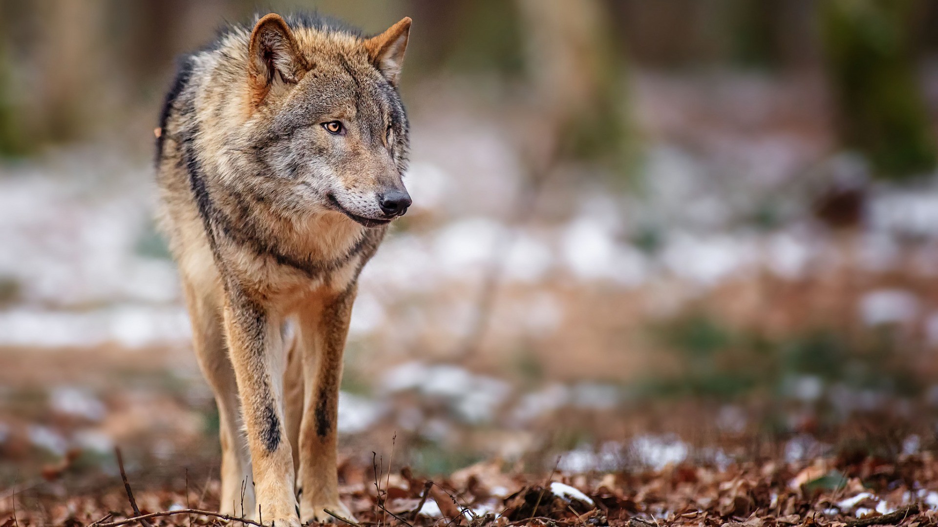 General 1920x1080 wolf animals mammals fallen leaves wildlife outdoors