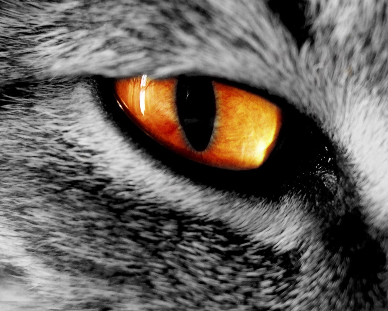 General 1280x1024 cats animals eyes yellow eyes animal eyes mammals