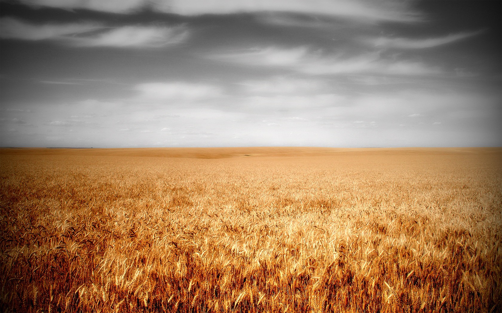 General 1680x1050 field plants wheat sky landscape Agro (Plants)