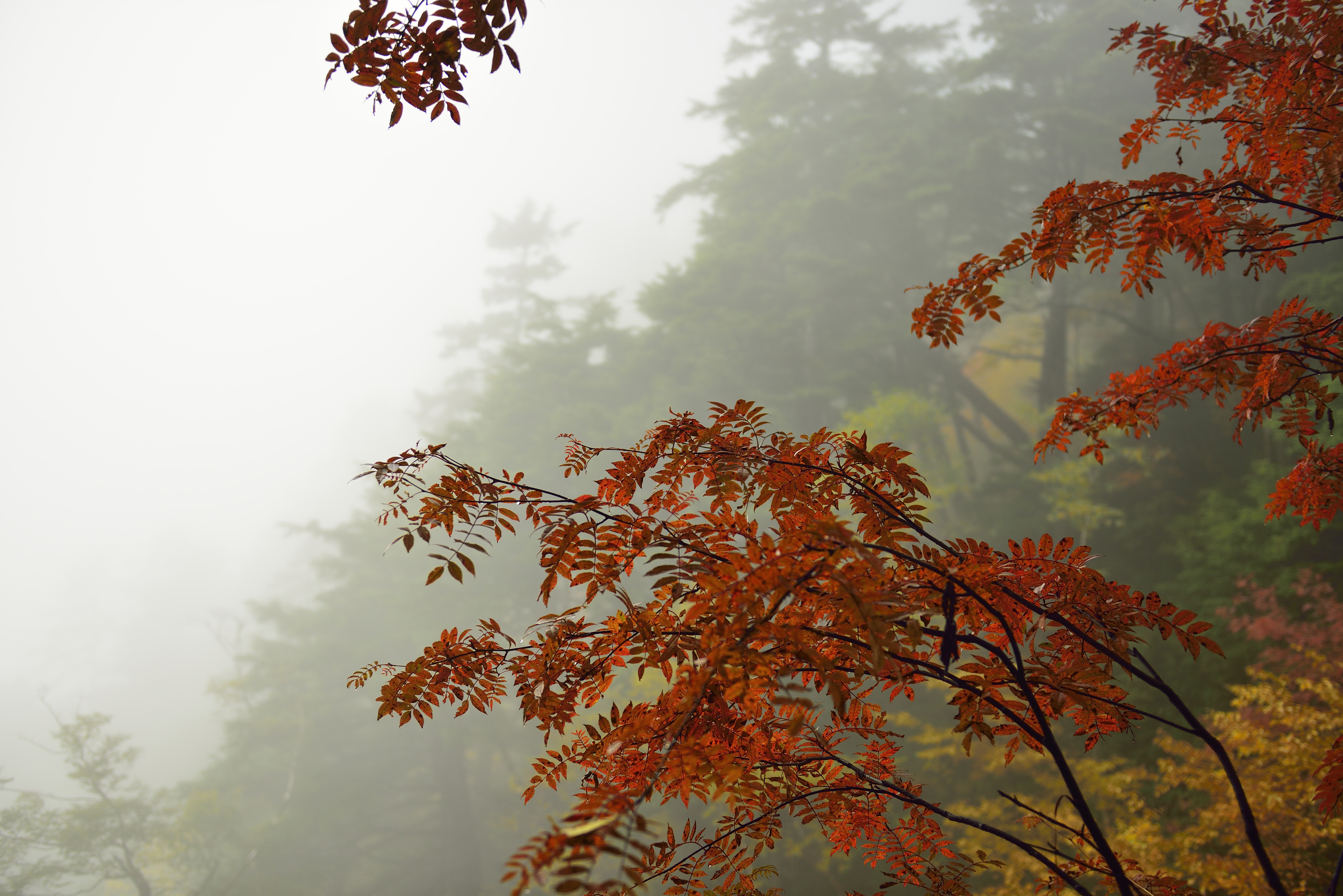 General 7360x4912 leaves trees nature mist fall