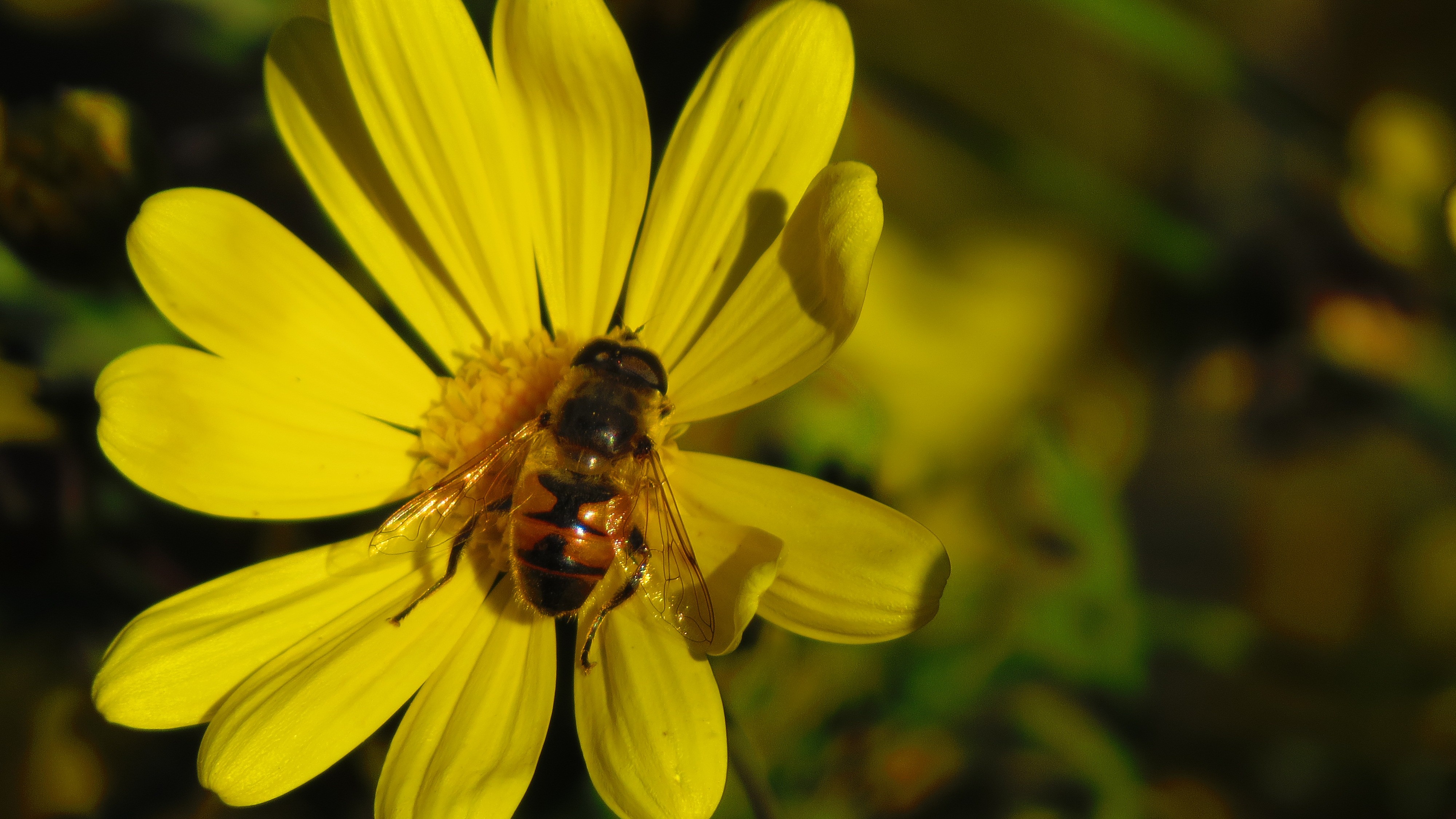 General 4000x2248 flowers yellow flowers nature animals insect closeup plants flowerflies