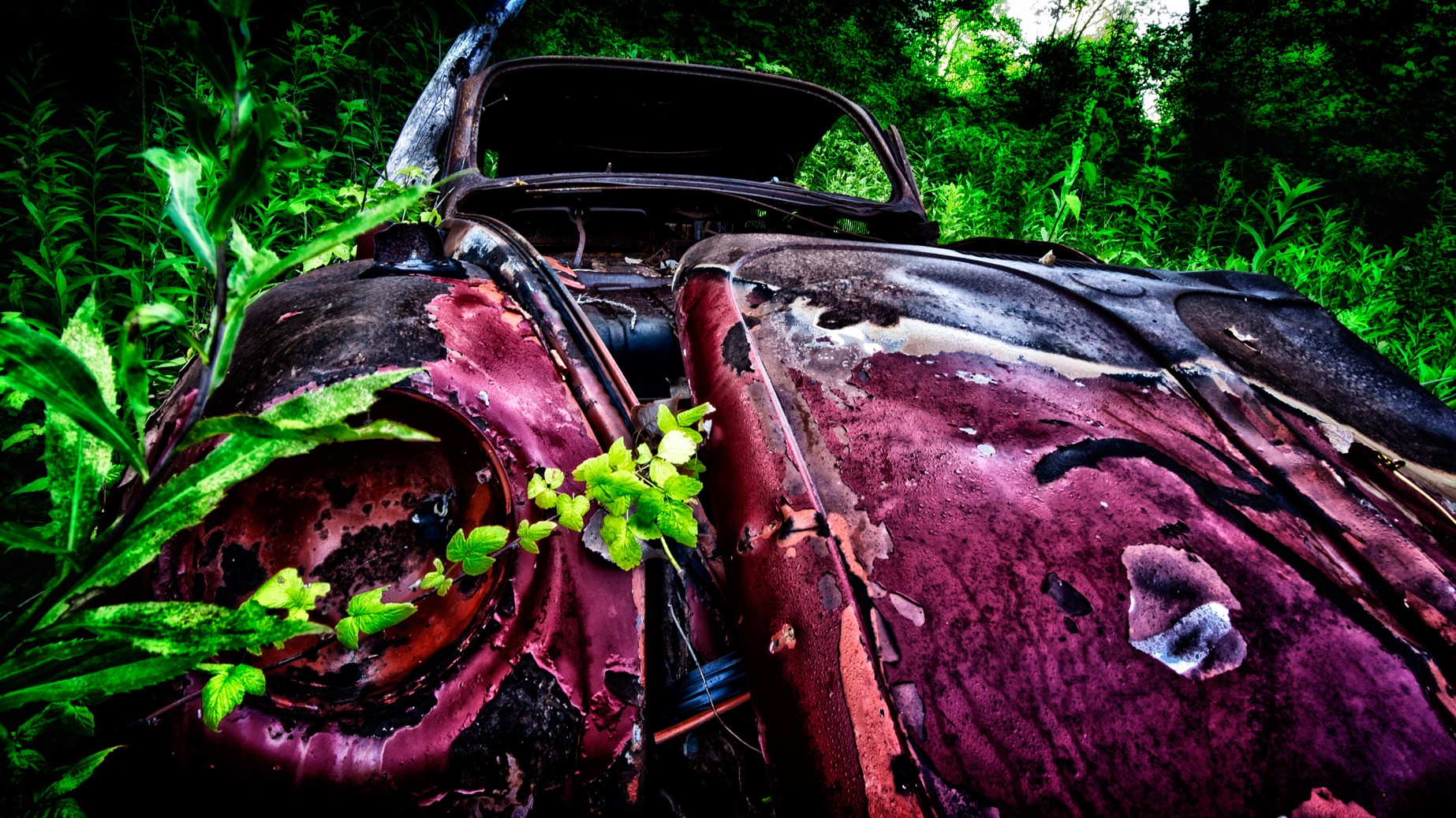 General 1846x1038 car vintage rust green plants wreck pink