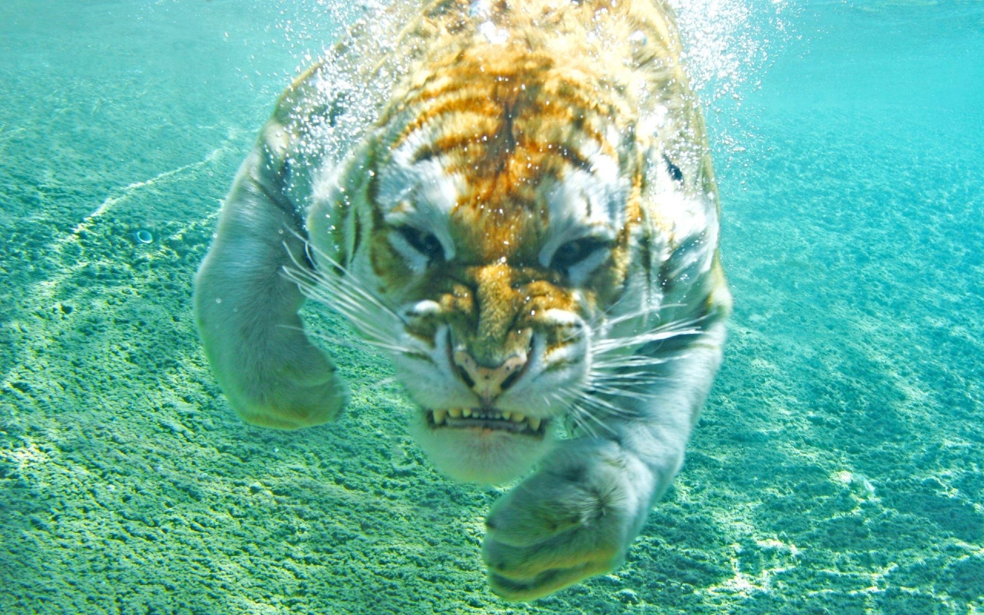 General 1920x1200 tiger animals underwater nature turquoise bubbles big cats mammals feline closeup
