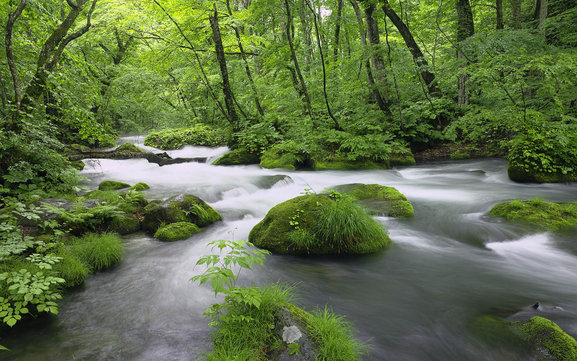 General 1920x1200 nature trees river plants Japan Asia outdoors