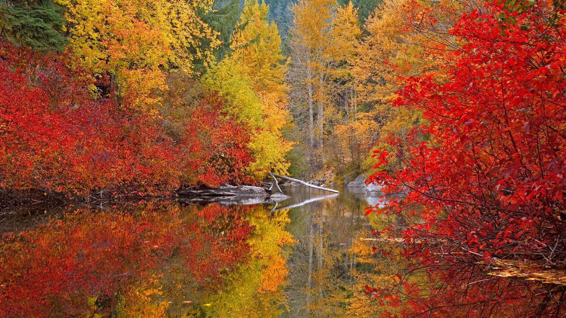 General 1920x1080 nature trees forest lake reflection fall outdoors