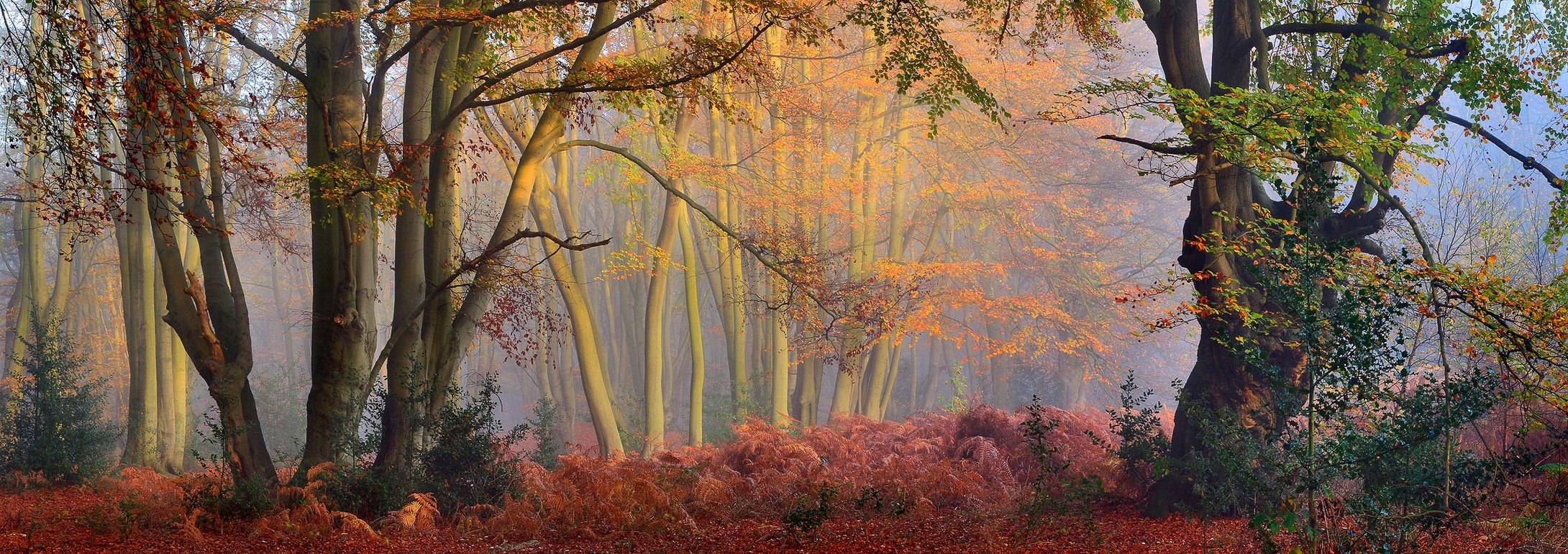 General 2180x770 mist forest fall trees sun rays morning shrubs panorama nature landscape