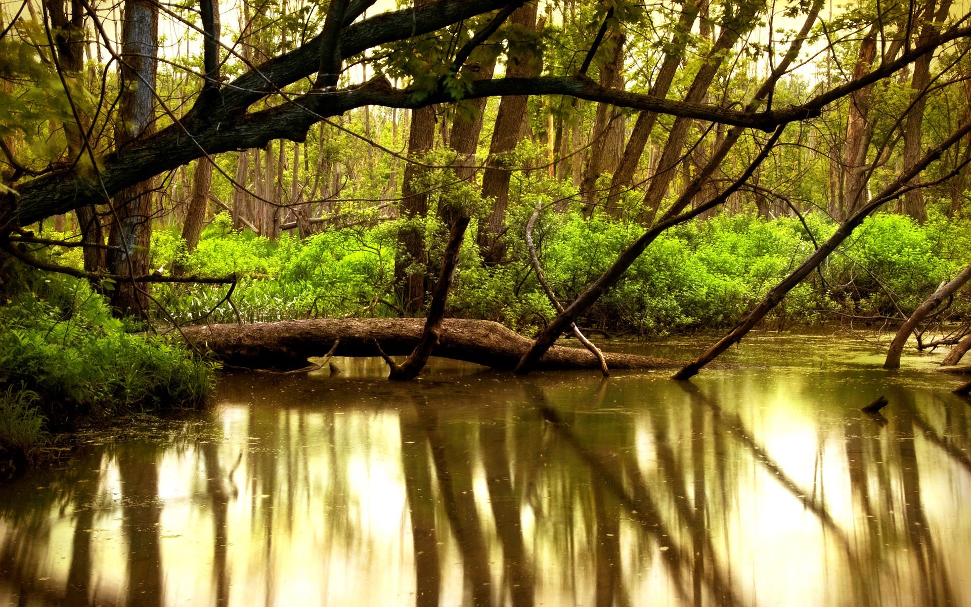 General 1920x1200 river reflection forest trees nature