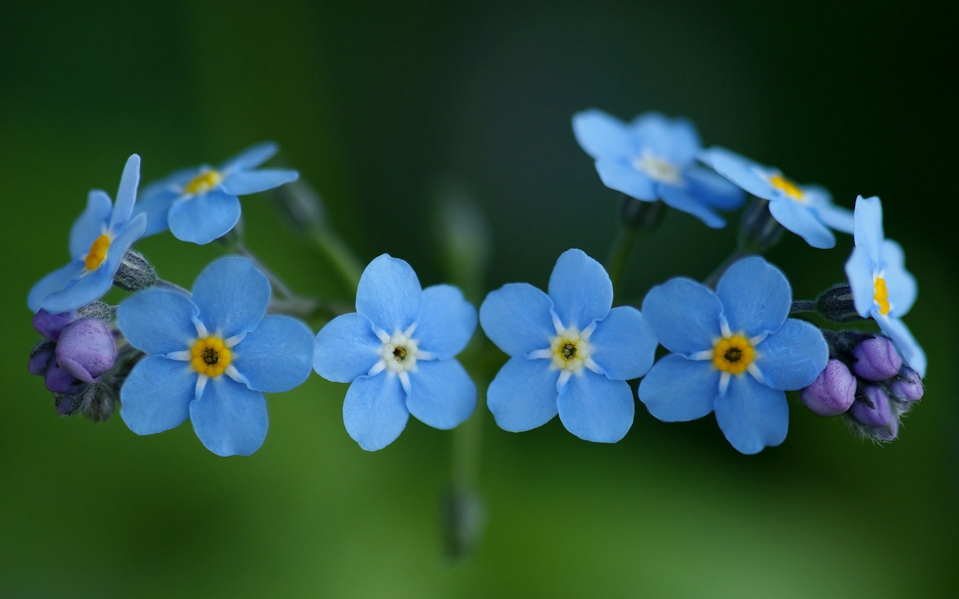 General 1920x1200 flowers nature blue flowers forget-me-nots plants closeup green blue