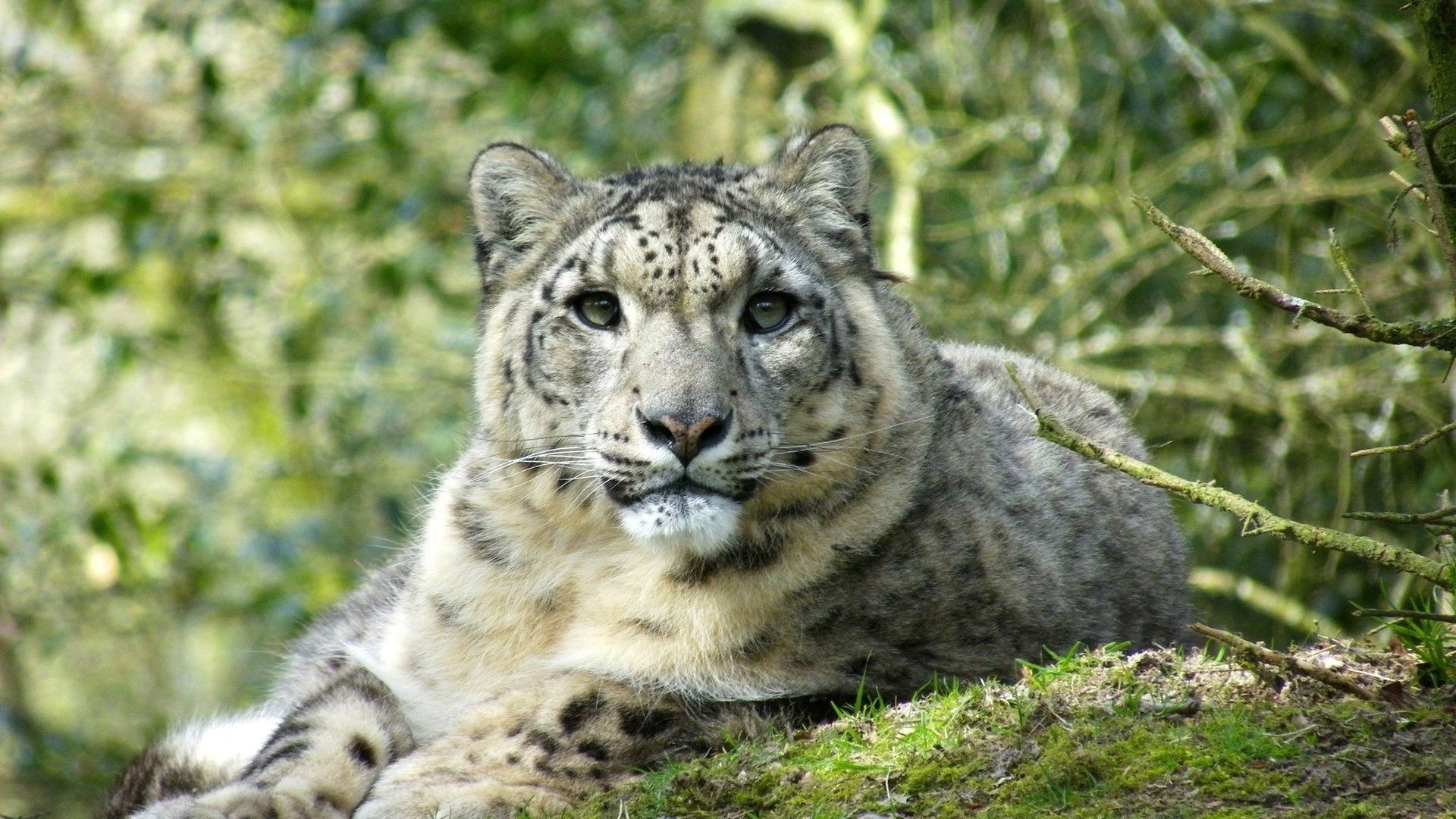 General 1920x1080 animals snow leopards depth of field leopard big cats mammals