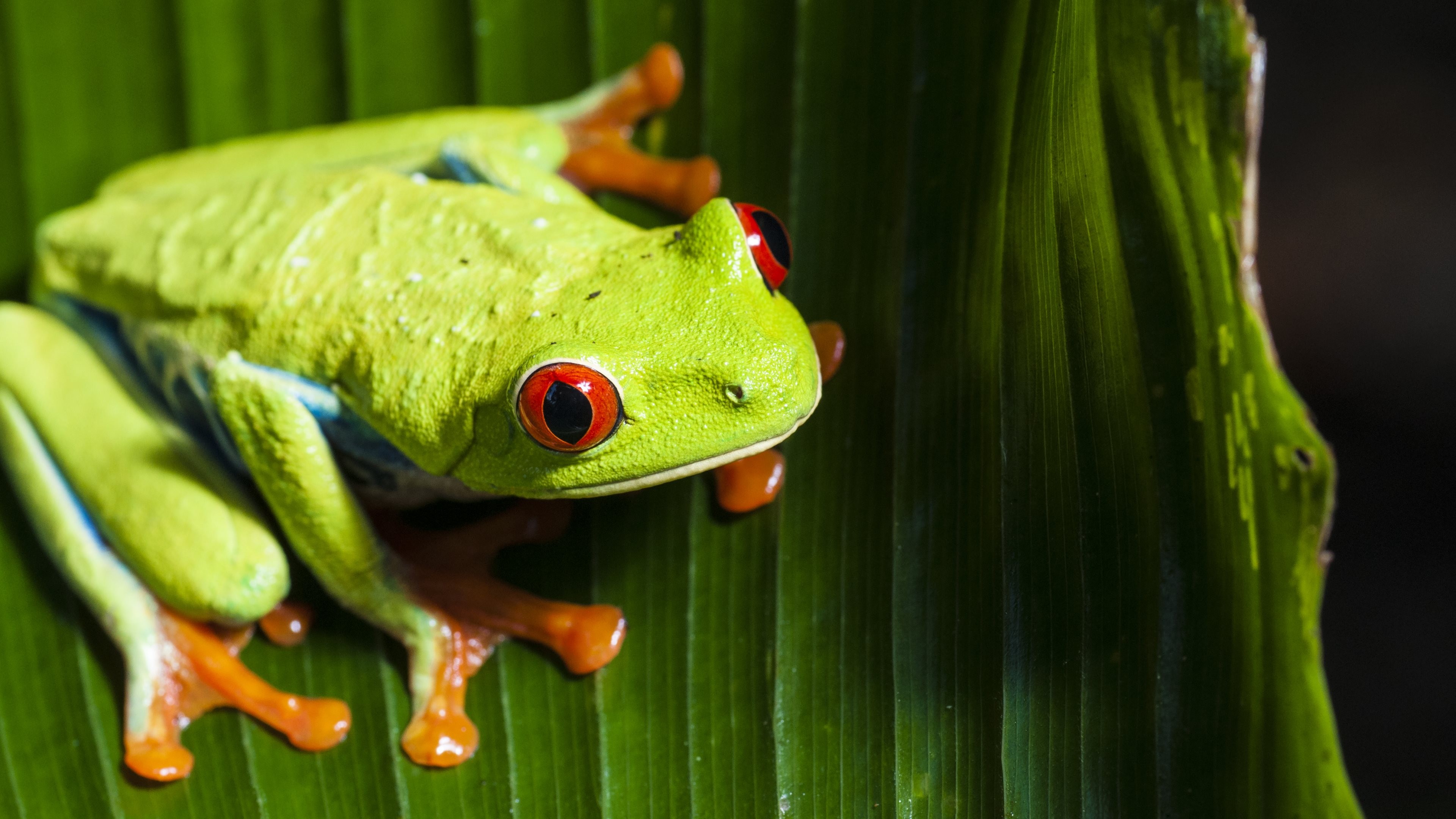 General 3840x2160 animals nature frog macro Red-Eyed Tree Frogs amphibian