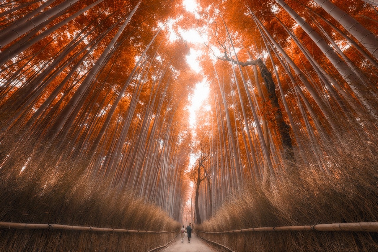 General 1280x855 bamboo forest fall Japan trees path sunlight nature landscape Asia pathway plants