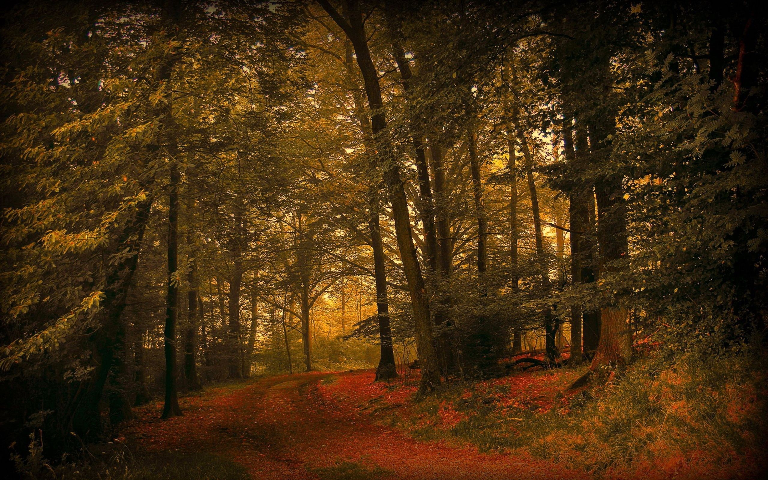 General 2560x1600 trees fall plants forest nature path