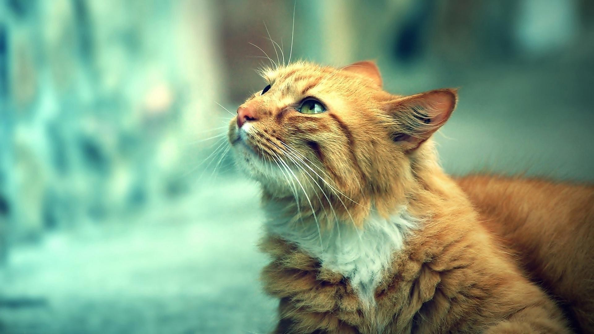 General 1920x1080 cats animals looking up whiskers fur tabby mammals green eyes