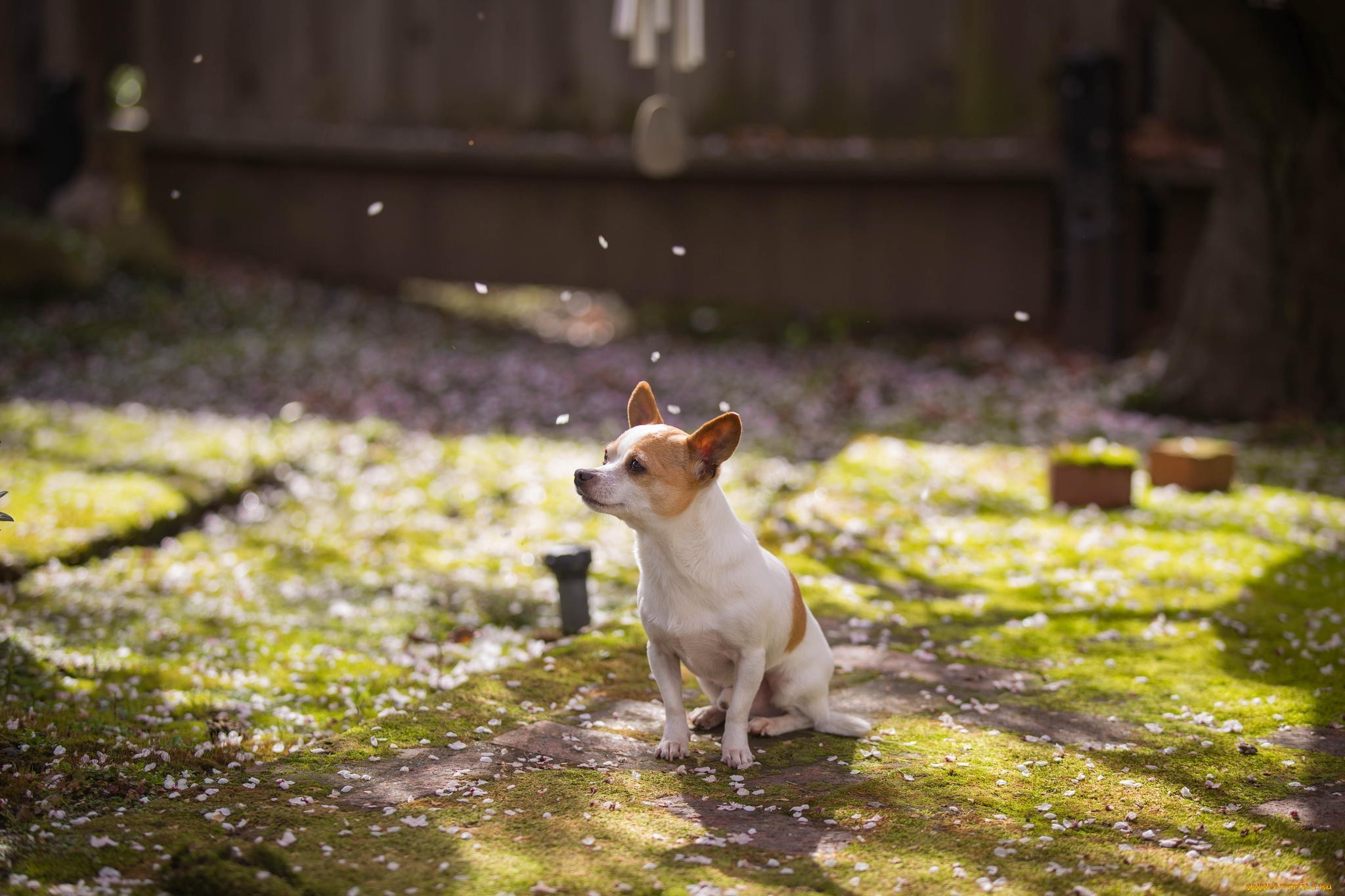 General 2048x1365 animals dog Jack Russell Terrier depth of field petals chihuahua mammals outdoors sitting