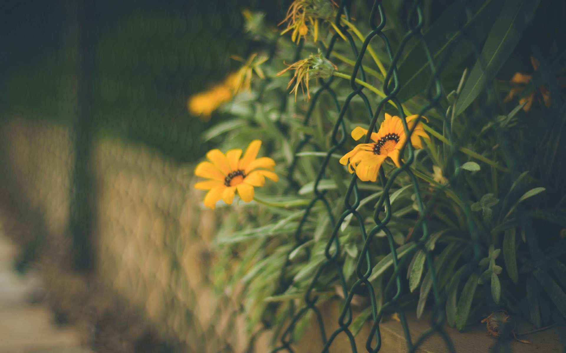 General 1920x1200 flowers fence wall blurred bokeh nature depth of field plants
