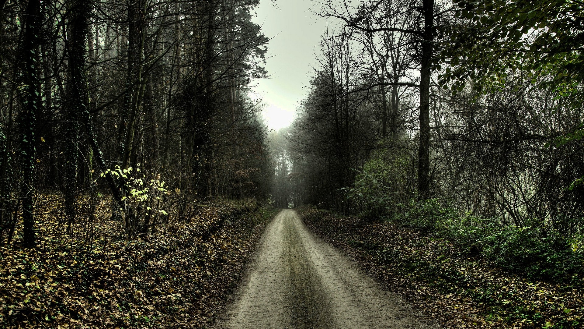 General 1920x1080 nature path forest trees spooky dirt road outdoors