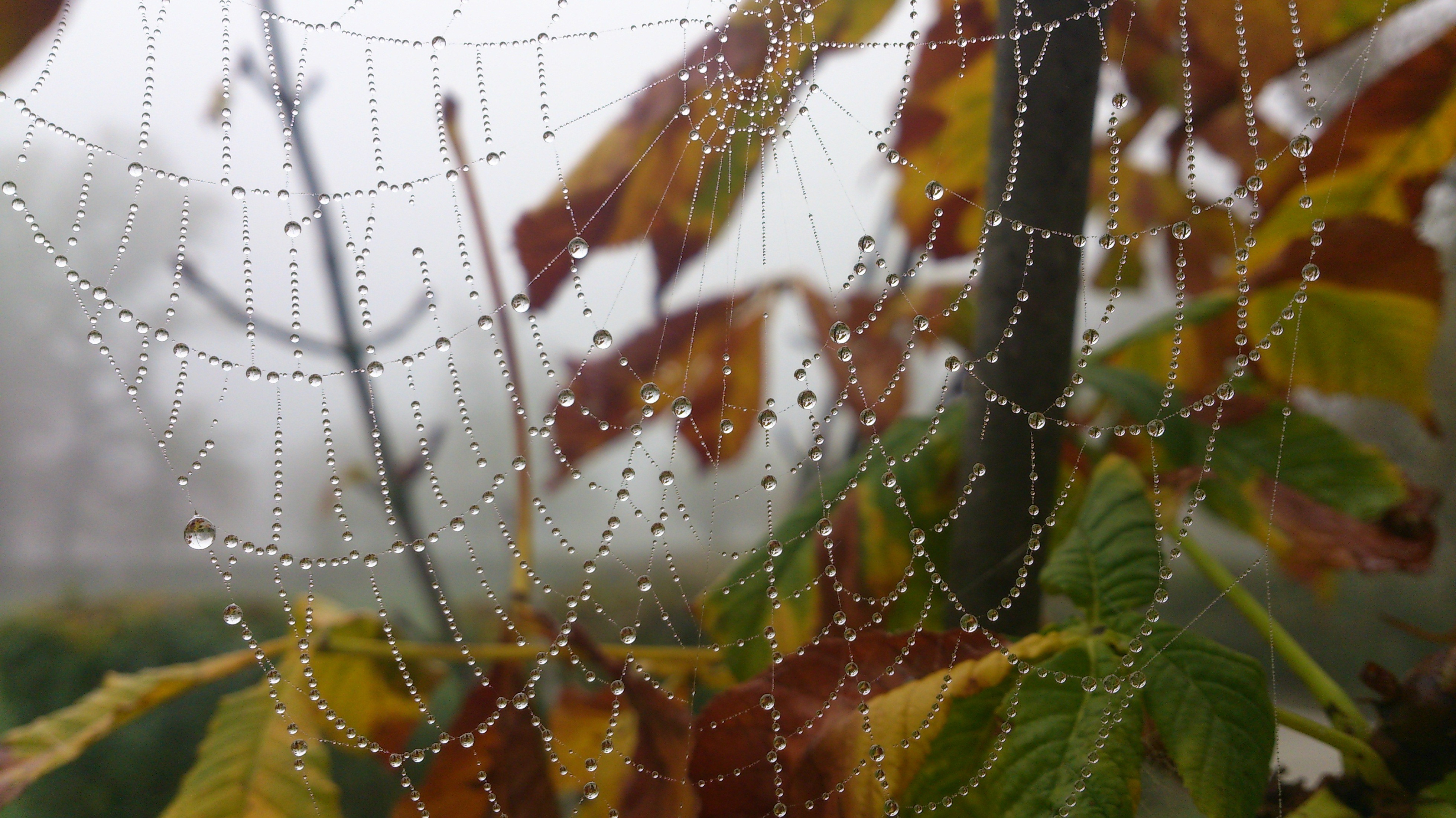 General 3920x2204 nature spiderwebs water drops morning leaves depth of field fall plants closeup macro
