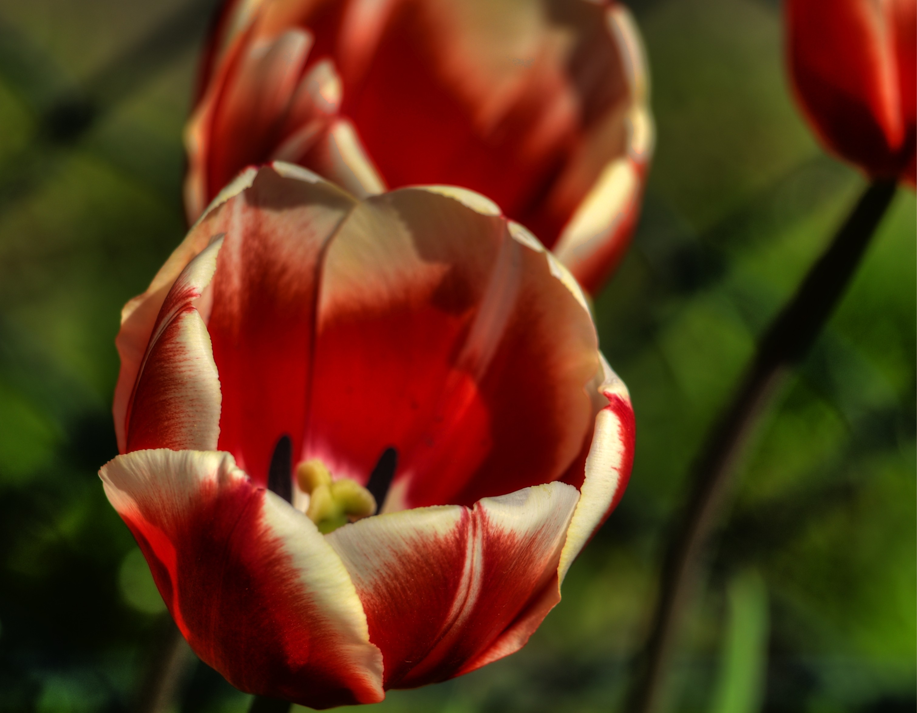 General 3021x2351 HDR flowers tulips plants red flowers