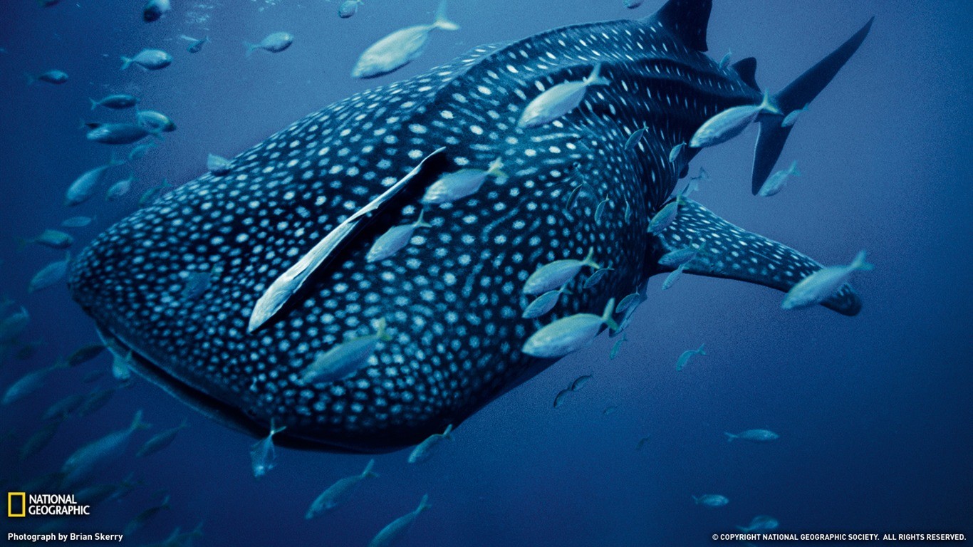 General 1366x768 animals fish underwater blue National Geographic