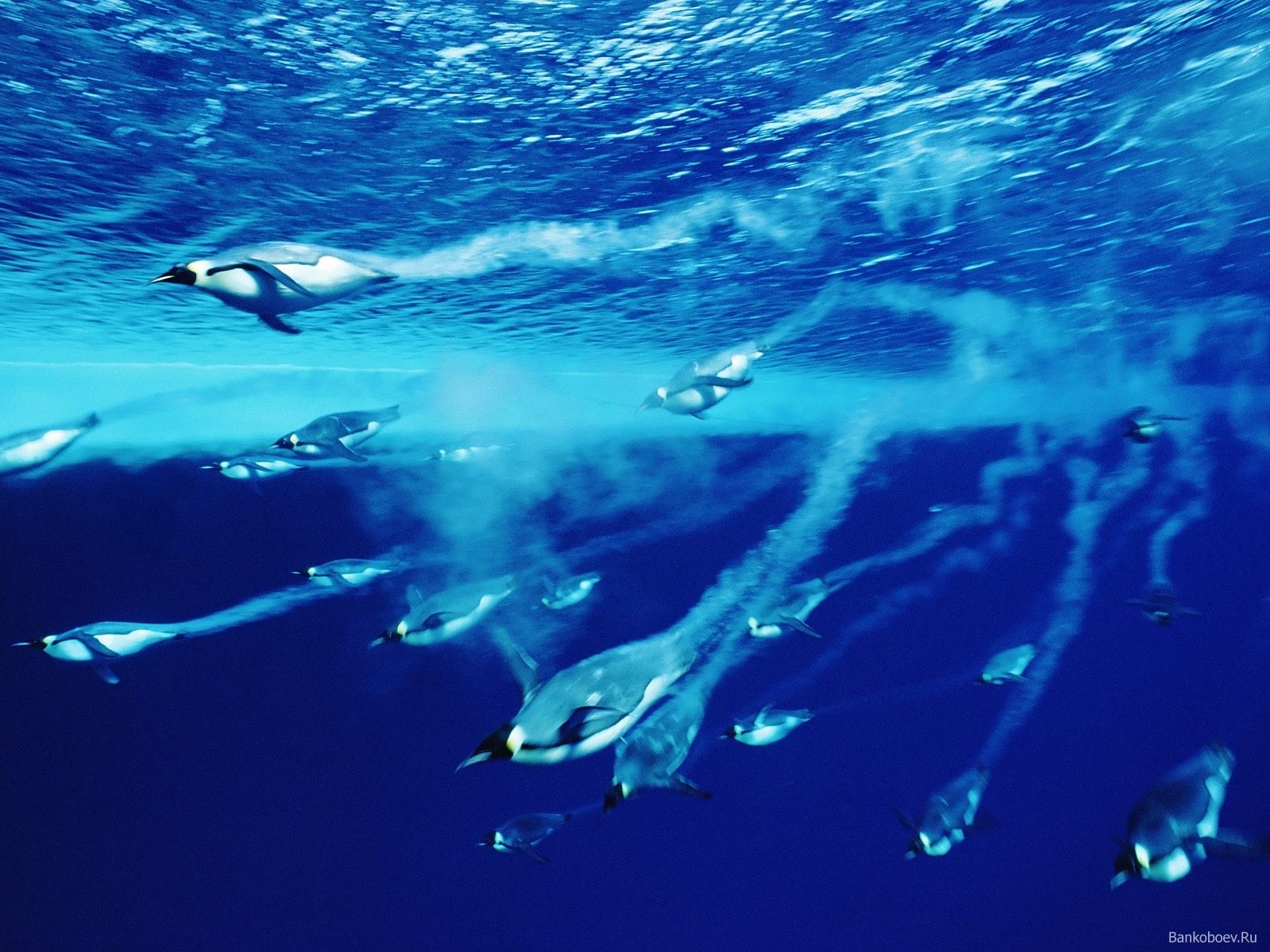 General 1600x1200 sea underwater penguins blue animals wildlife birds