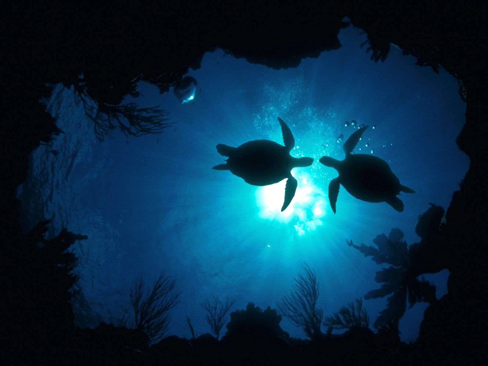 General 1600x1200 turtle sea life animals underwater cyan blue