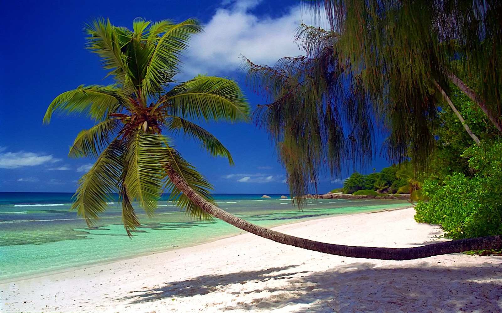 General 1600x1000 nature beach palm trees sea shrubs sand island tropical Seychelles shadow summer vacation