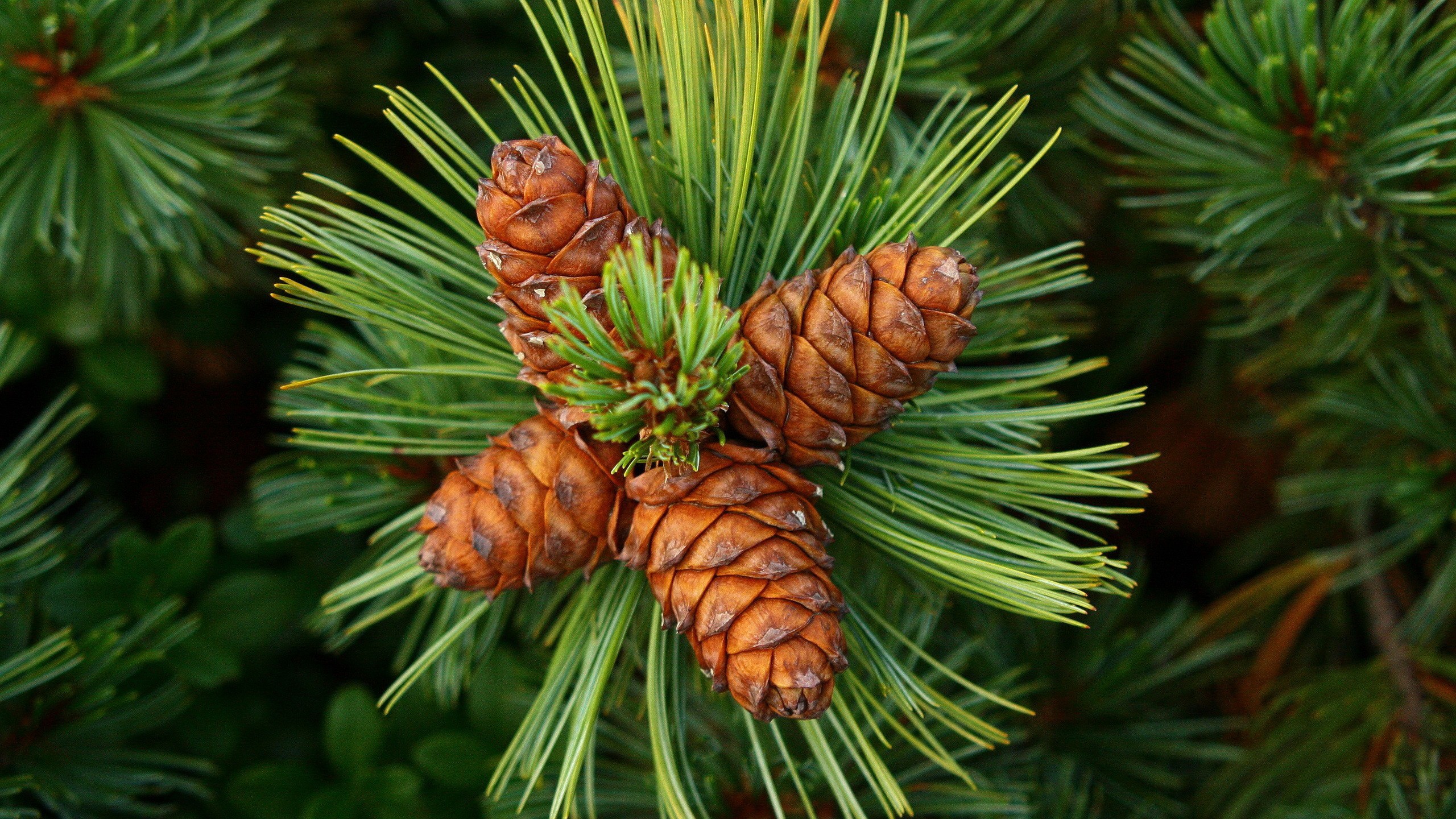 General 2560x1440 nature green forest clearing pine cones pine trees macro plants