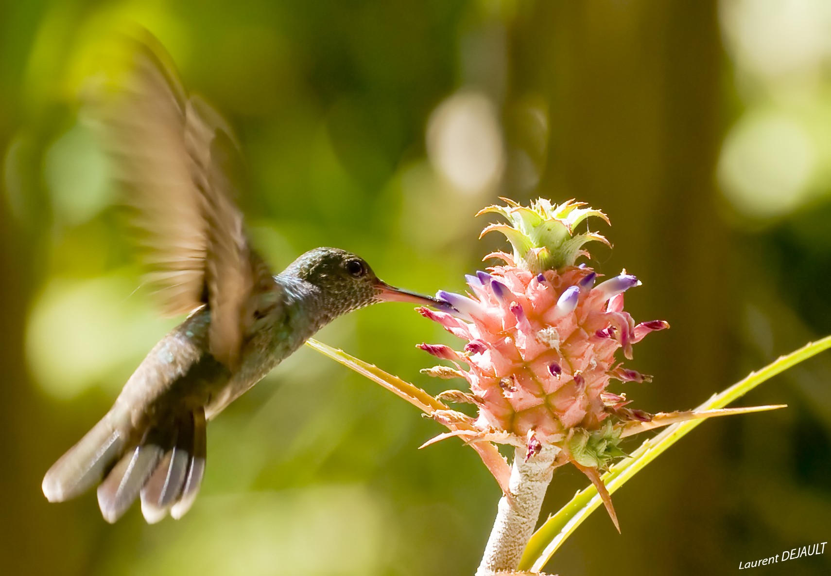 General 1710x1184 birds flowers flying hummingbirds animals plants