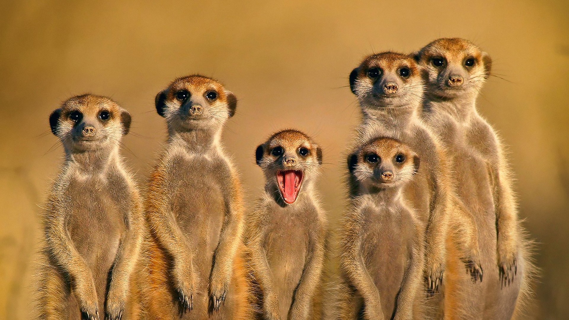 General 1920x1080 meerkats animals nature family face open mouth mammals simple background