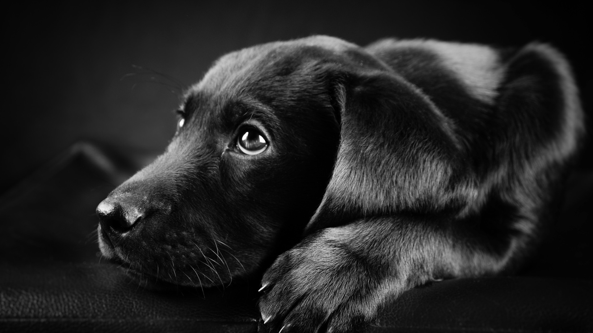 General 1920x1080 dog animals Labrador Retriever black puppies closeup face black background puppy eyes mammals