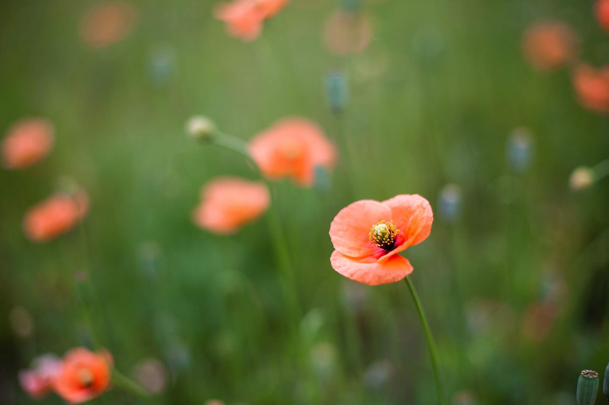 General 2000x1333 poppies flowers nature macro plants outdoors