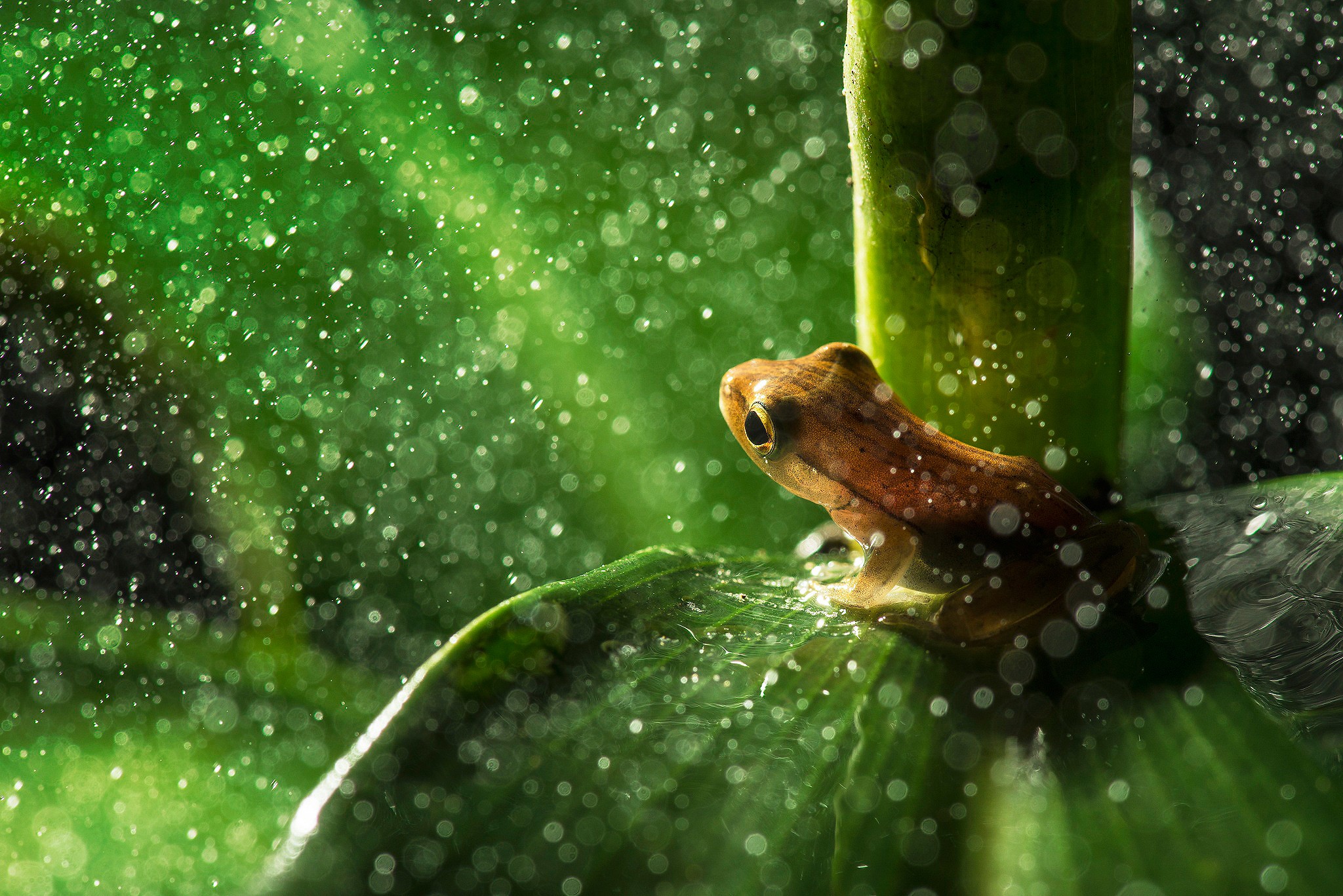 General 2048x1367 nature animals frog leaves macro rain water drops plants amphibian bokeh