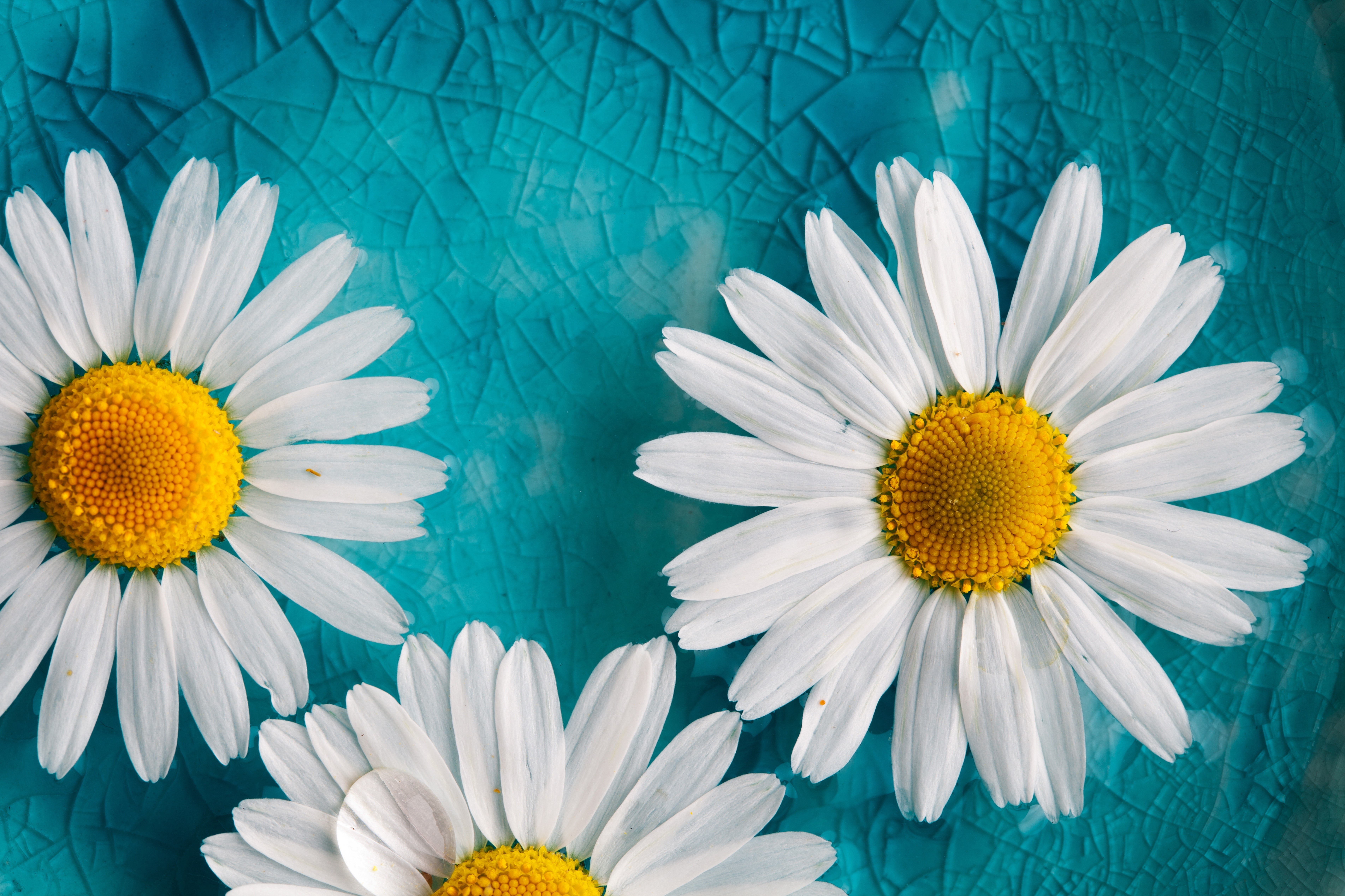 General 7616x5077 macro daisies cyan turquoise yellow top view plants cyan background