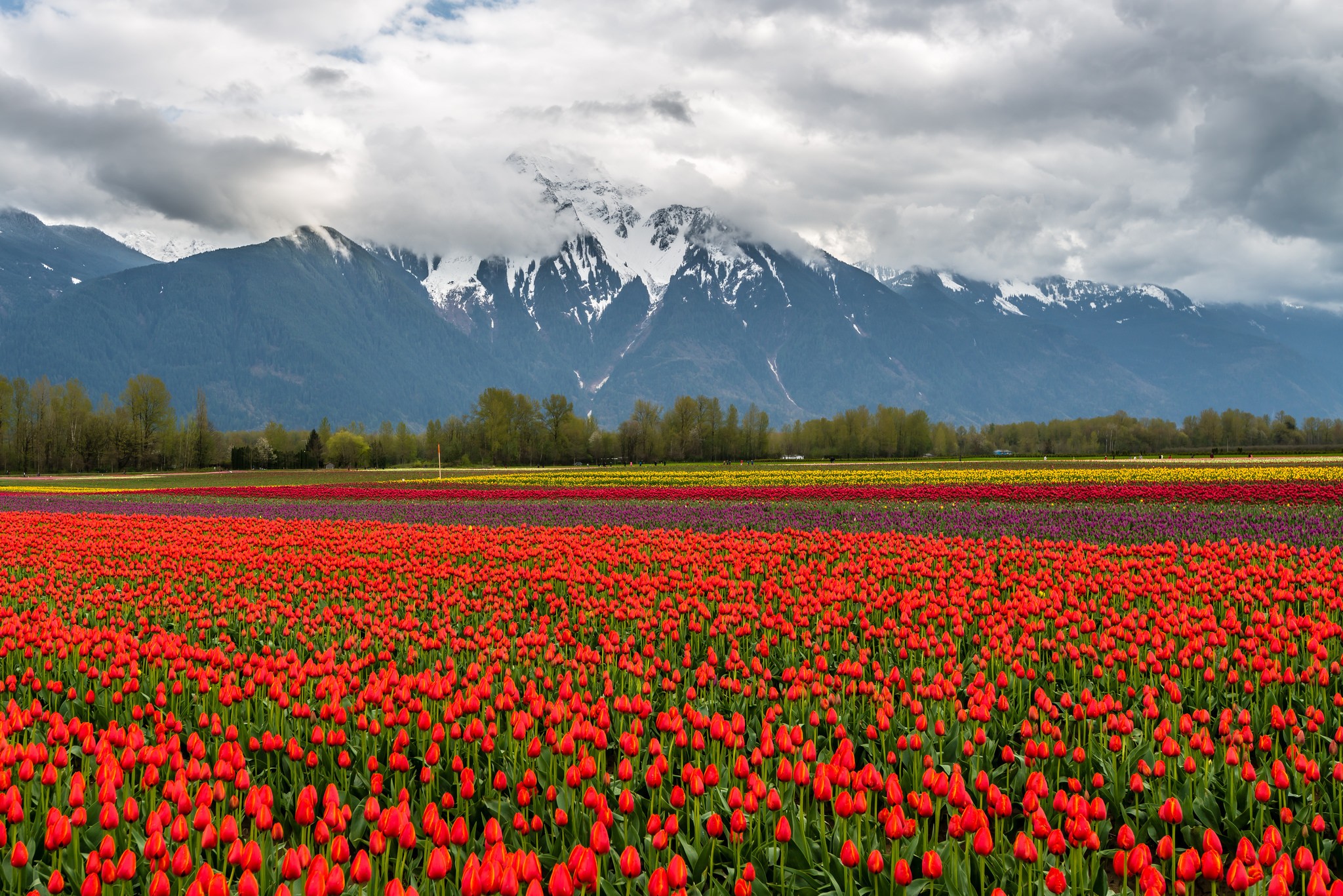 General 2048x1367 landscape tulips British Columbia mountains field snowy mountain Agro (Plants) plants