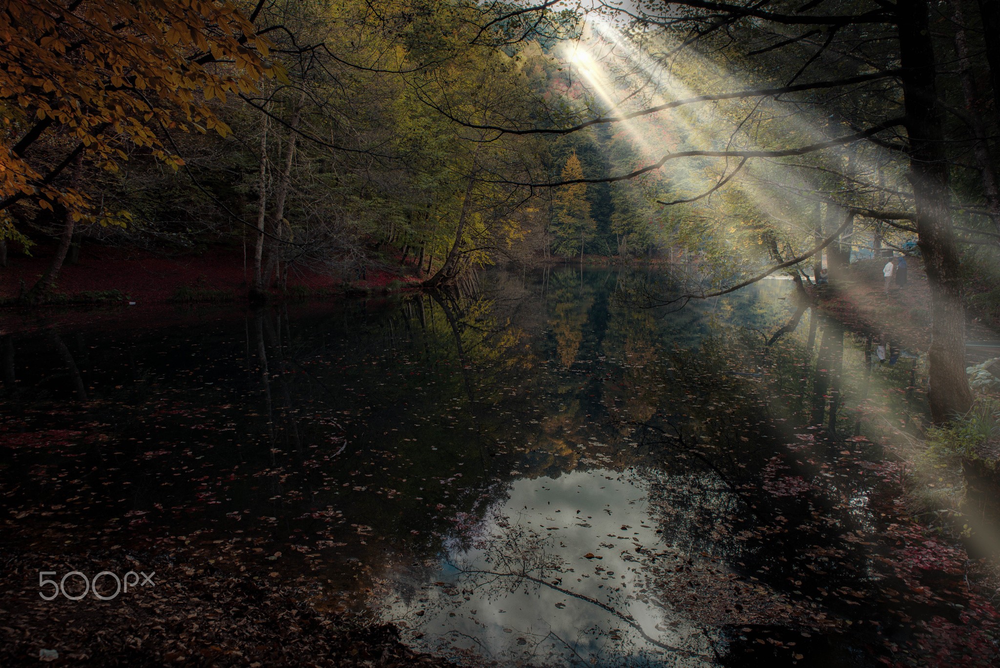 General 2048x1367 wilderness dappled sunlight sun rays fall forest river nature outdoors trees 500px watermarked