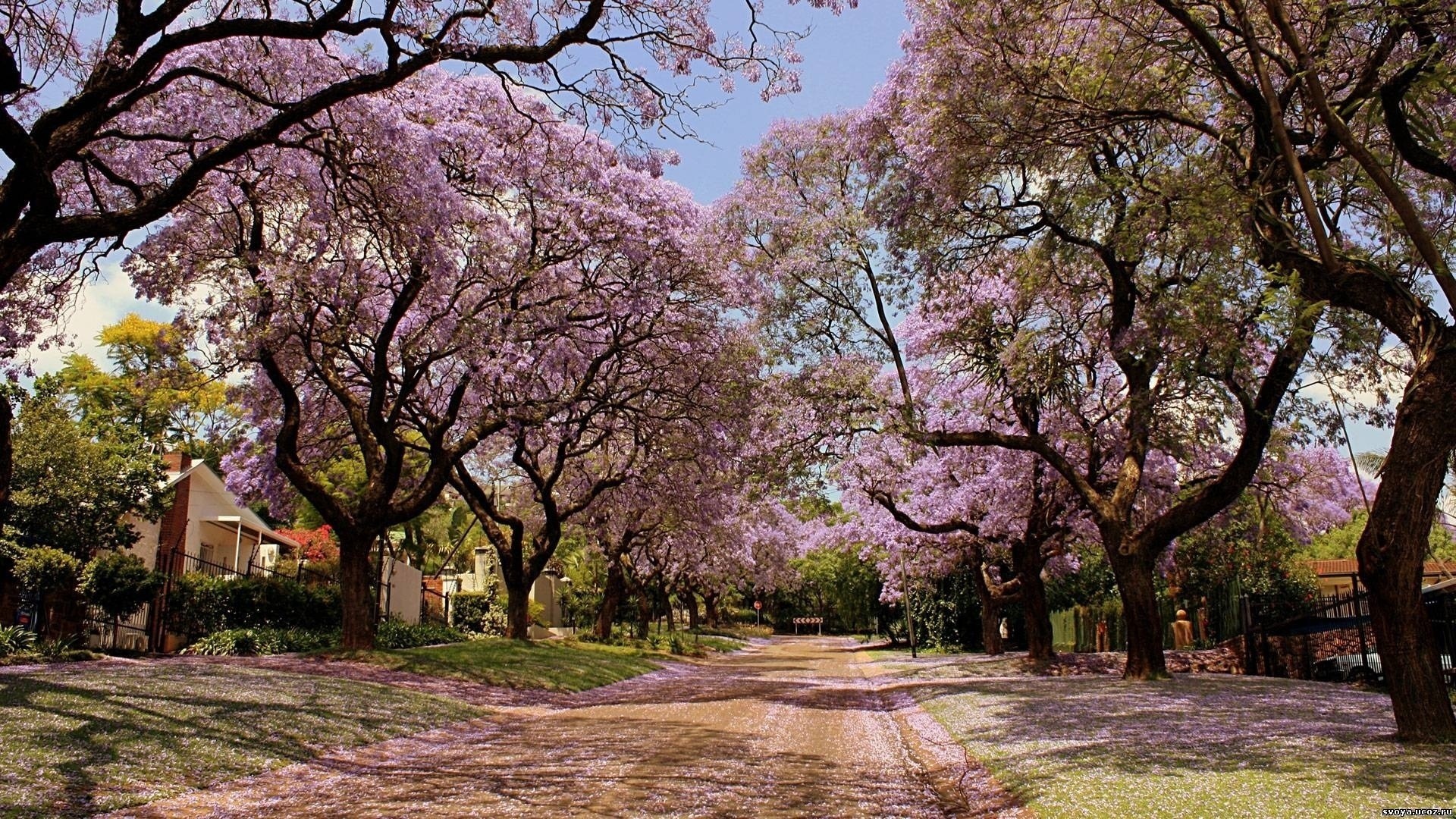 General 1920x1080 blossoms trees urban road