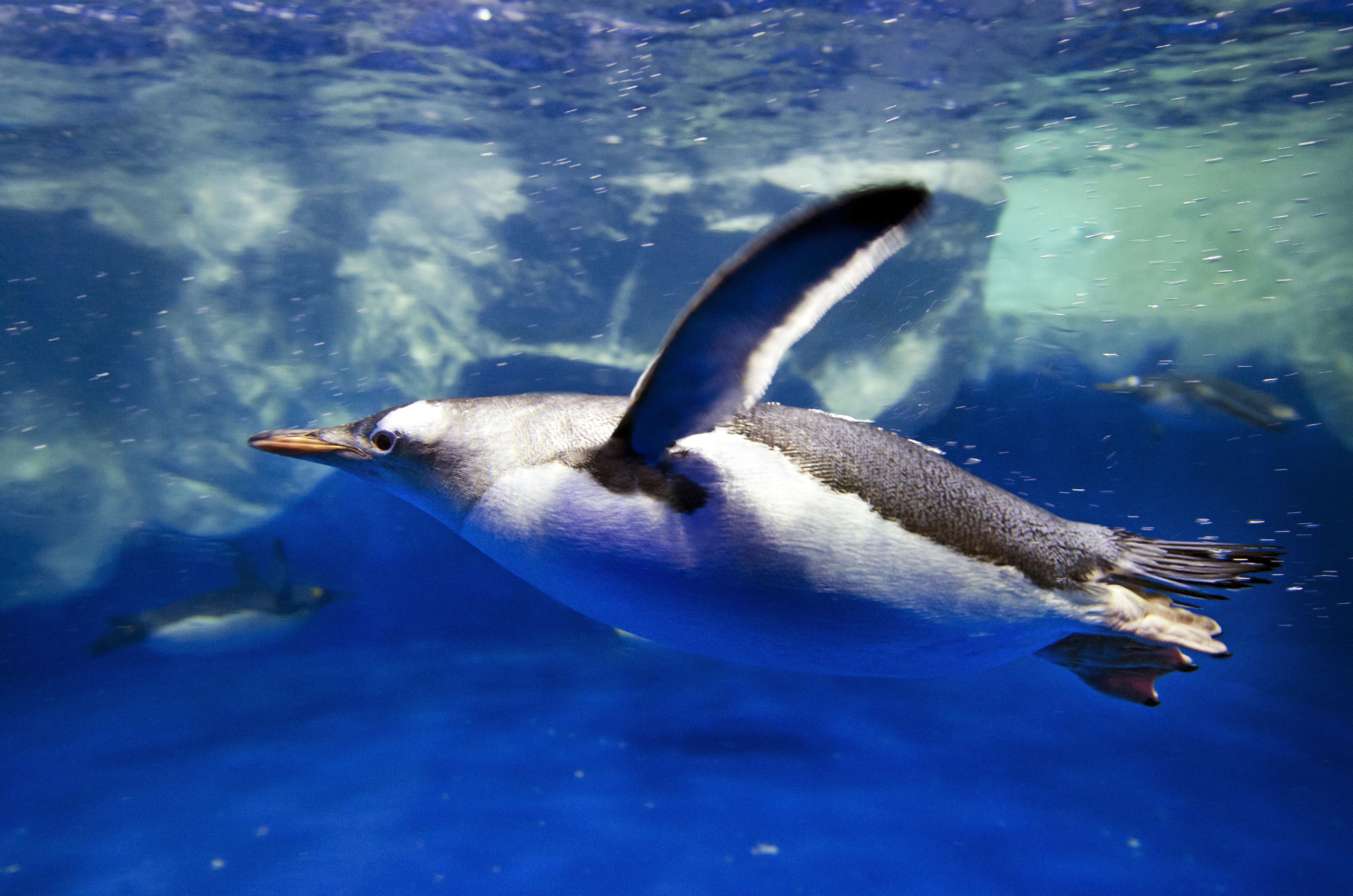 General 4928x3264 birds penguins underwater blue animals