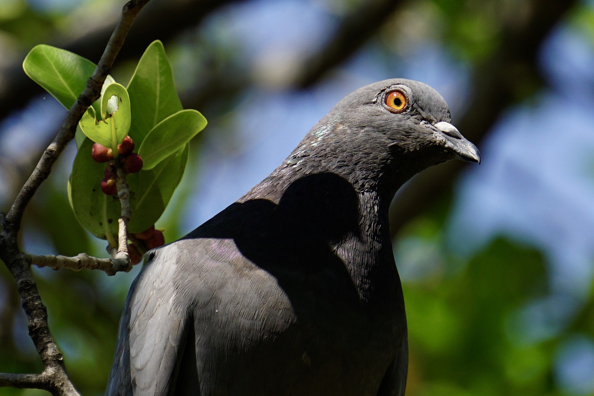 General 2048x1365 animals birds plants closeup pigeons leaves blurred blurry background beak