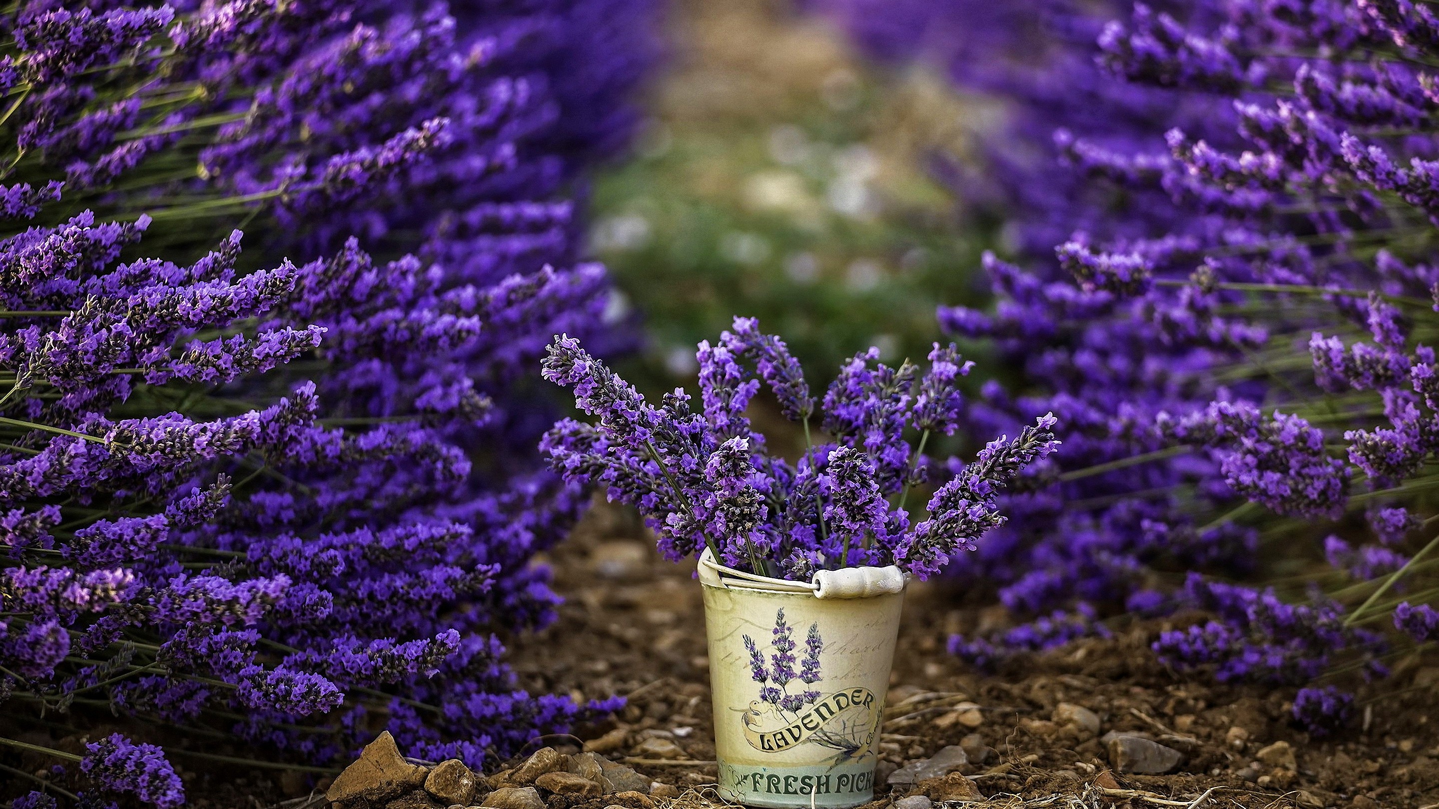 General 2880x1620 flowers photography bucket lavender purple flowers depth of field plants closeup