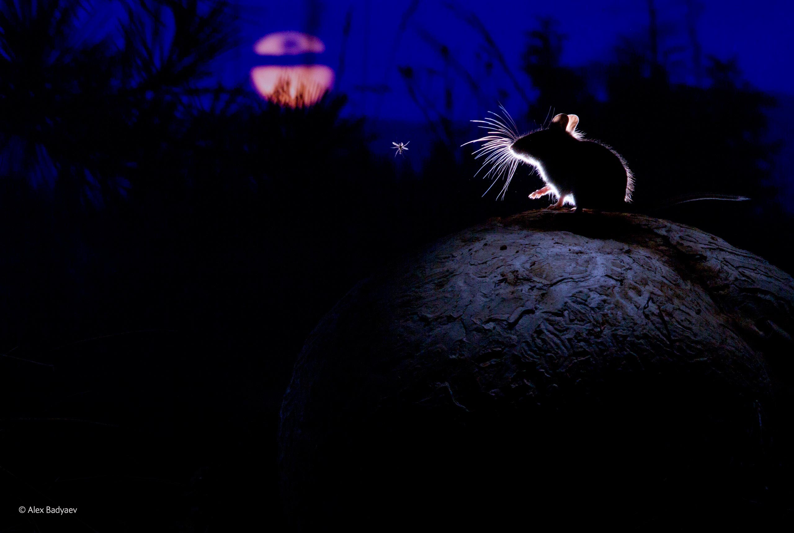 General 2560x1718 nature plants animals mice Montana USA mushroom Mosquito silhouette midnight Moon moonlight photography mammals dark