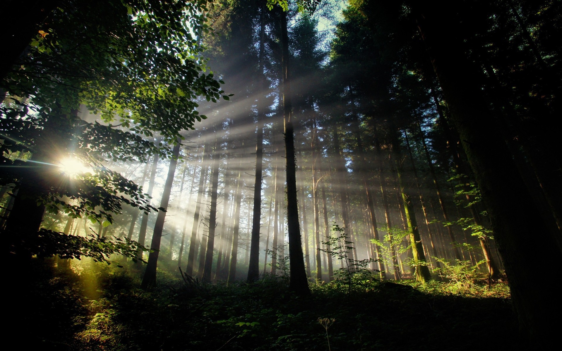 General 1920x1200 trees sun rays forest deep forest nature