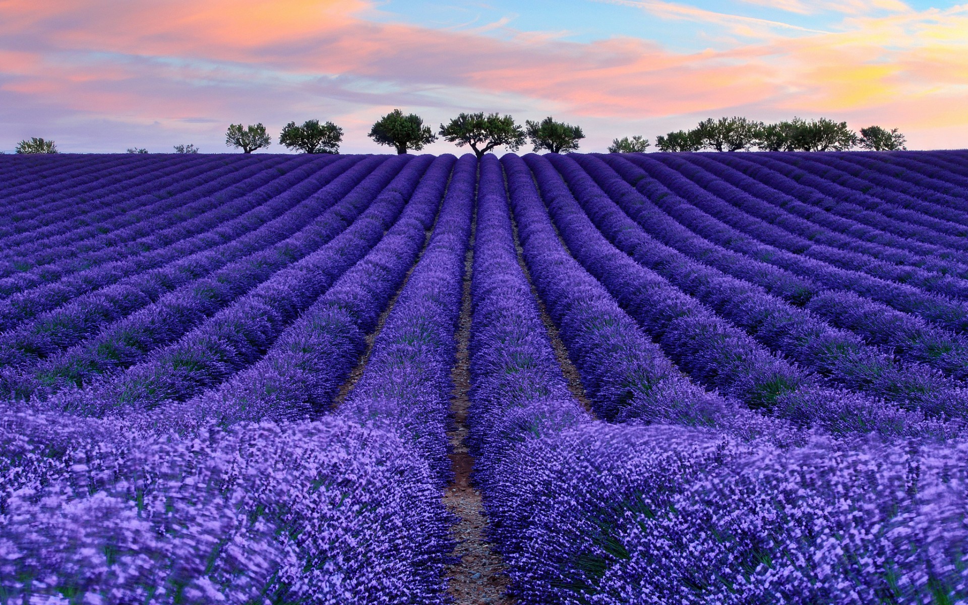 General 1920x1200 nature colorful photography lavender blue violet in-line trees field Agro (Plants) outdoors flowers