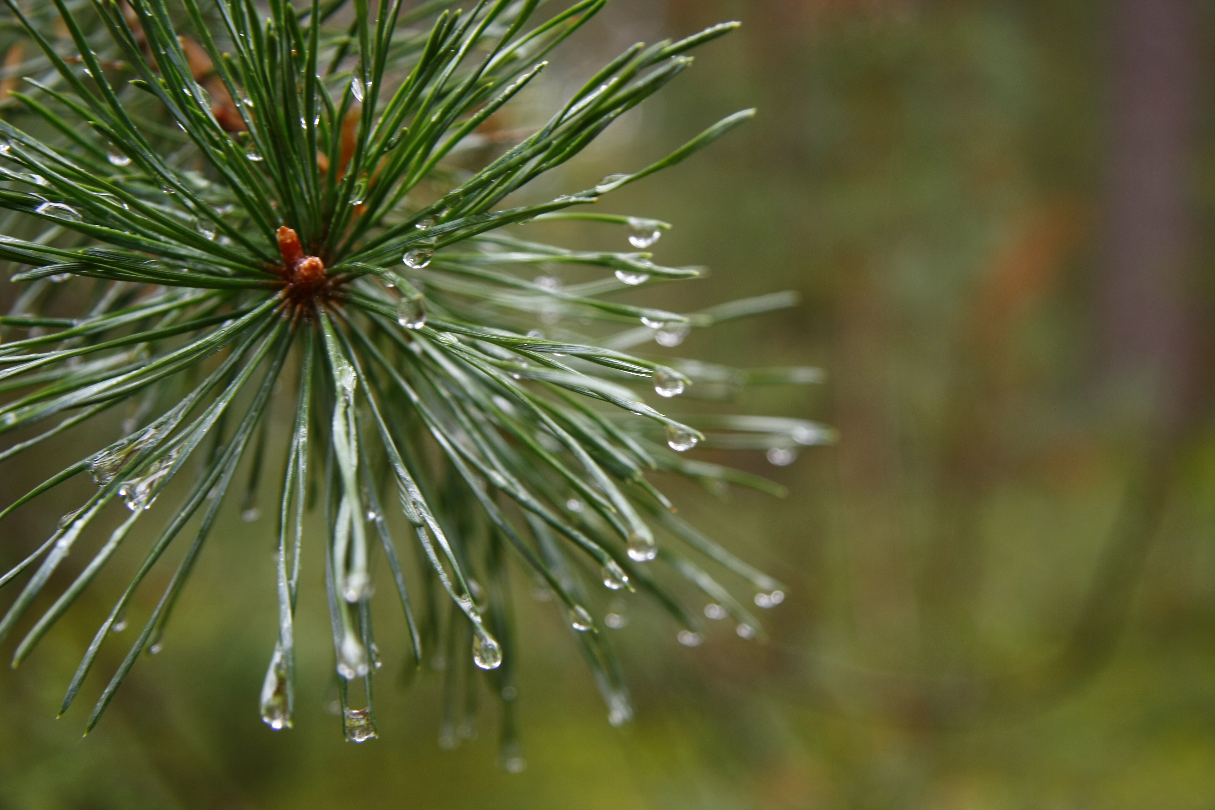 General 3888x2592 plants pine trees macro water drops
